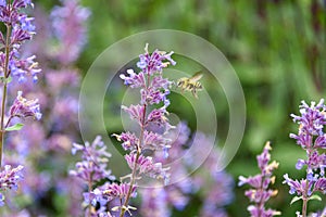 Honey bee pollinating blooming purple catmint, purple and green garden