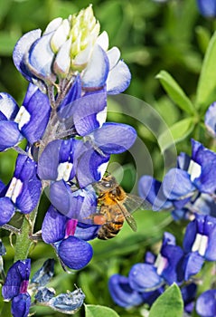 Honey Bee Pollinating Bluebonnet Flower