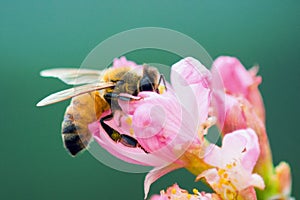 Honey bee pollinating cherry blossoms. insect, flower, agriculture, honeybee, looking, sakura, nature