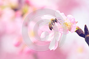 Honey bee pollinating cherry blossoms. insect, flower, agriculture honeybee, sakura, beauty in Nature