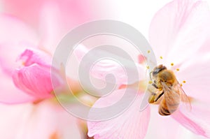 Honey bee pollinating cherry blossoms. insect, flower, agriculture honeybee, sakura, beauty in Nature