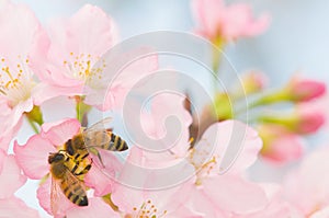 Honey bee pollinating cherry blossoms. insect, flower, agriculture, honeybee, sakura, nature 