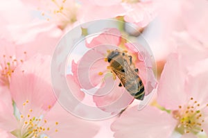 Honey bee pollinating cherry blossoms. insect, flower, agriculture, honeybee, sakura, nature