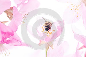 Honey bee pollinating cherry blossoms. insect, flower, honeybee, sakura pink, nature