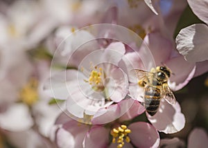 Honey bee pollinating a cluster of crab apple flowers