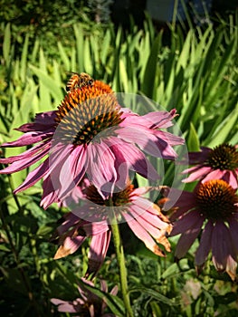 Honey Bee pollinating and collecting nectar on a purple cone Echinacea flower blossom in summer cottage garden closeup Utah