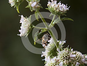 Honey Bee Pollinating On Flower