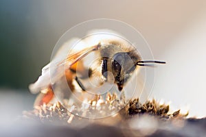 Honey Bee Pollinating Flower
