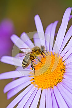 Honey bee pollinating flower