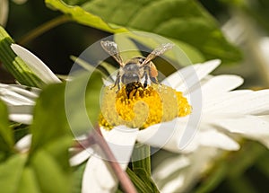 Honey Bee pollinating Flower