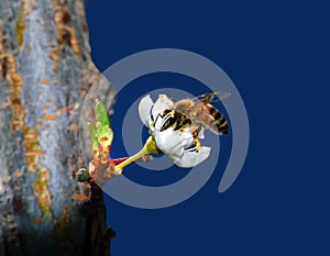 Honey Bee Pollinating Flower