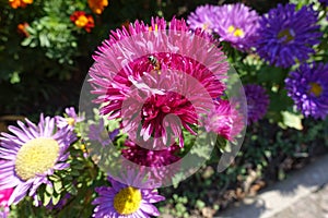 Honey bee pollinating flower of china aster