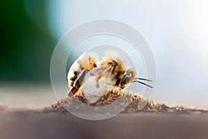 Honey Bee Pollinating Flower