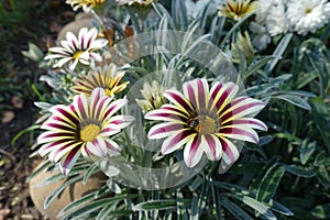 Honey bee pollinating flower of Gazania rigens `Big Kiss White Flame` in October