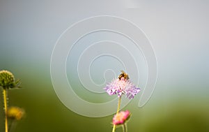 Honey bee pollinating flower in a meadow