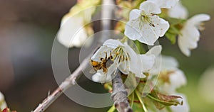 Honey-bee pollinating flower at spring