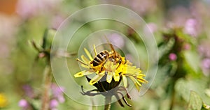 Honey-bee pollinating flower at spring