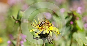 Honey-bee pollinating flower at spring