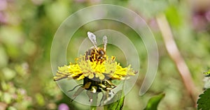 Honey-bee pollinating flower at spring