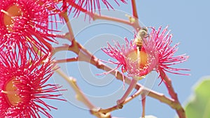 Honey bee pollinating flowering gum tree flower. Myrtle family tree. Australia.