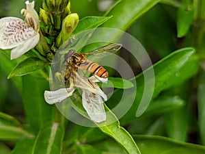 Honey Bee Pollinating Flowers Macro Shot
