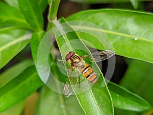 Honey Bee Sitting On A Leaf Macro Shot