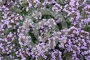 Honey bee pollinating flowers of Thymus praecox