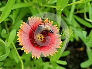 A honey bee pollinating at the Gaillardia flower