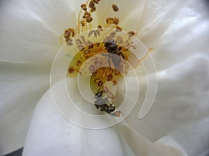 Honey Bee Pollinating And Gathering Nectar from white Rose Flower