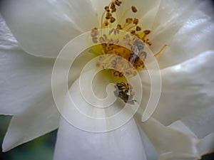 Honey Bee Pollinating And Gathering Nectar from white Rose Flower