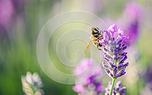 Honey bee pollinating lavender flowers. Plant decay with insects.