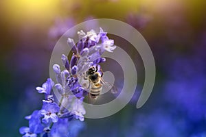 Honey bee pollinating lavender flowers. Plant decay with insects. Blurred summer background of lavender flowers with bees