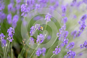 Honey bee pollinating lavender flowers. Plant with insects. Blurred summer background of lavender flowers field with bees