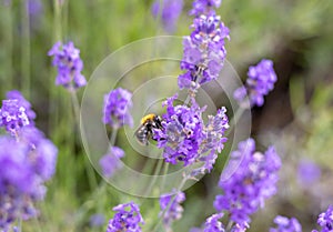 Honey bee pollinating lavender flowers. Plant with insects. Blurred summer background of lavender flowers field with bees