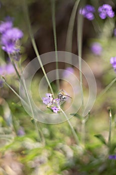 Honey bee pollinating lavender flowers. Plant with insects. Blurred summer background of lavender flowers field with bees