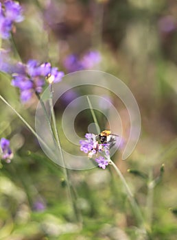 Honey bee pollinating lavender flowers. Plant with insects. Blurred summer background of lavender flowers field with bees