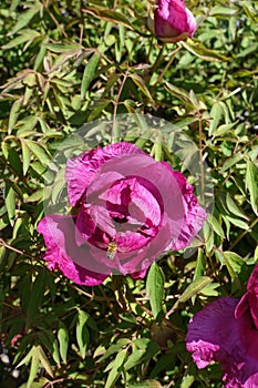 Honey bee pollinating magenta colored flower of tree peony