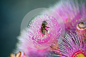 Honey bee pollinating a pink Australian Corymbia blossom