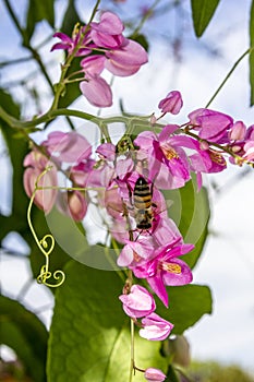 Honey Bee Pollinating the Pink Blossoming Flowers of a Queen's Wreath Vine