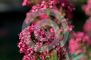 Honey bee pollinating on pink flower. Selected focus