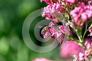 Honey bee pollinating on pink flower. Selected focus