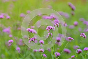 Honey bee pollinating pink purple flower in garden on blurred greenery background in garden with copy space using as background