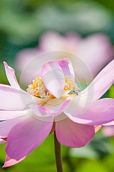 Honey bee pollinating pink Water Lily or Lotus flower are in bloom. Bright and beautiful. Pink lotus and green blurred background