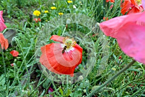 Honey bee pollinating a poppy flower in the meadow.