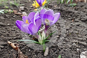 Honey bee pollinating purple flowers of Crocus vernus in March