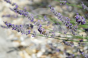 Honey bee pollinating on purple lavender flower.