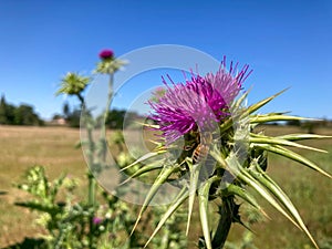 Honey Bee Pollinating a Purple Thistle Flower Blooming in California Countryside