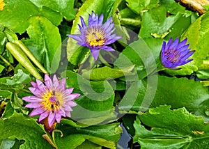 Honey bee pollinating of a purple water lily or Lotus Flower