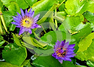 Honey bee pollinating of a purple water lily or Lotus Flower