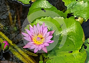 Honey bee pollinating of a purple water lily or Lotus Flower